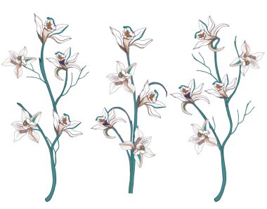 Beyaz arka planda kesilmiş tropikal çiçek vanilyası ve zambak seti. El yapımı çiçekli dallar. Vektör illüstrasyonu.