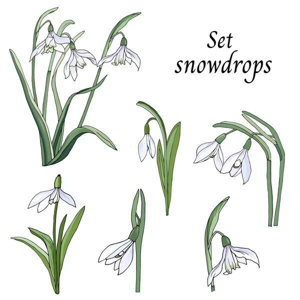 白い背景に切り取られた雪滴のセット 春の繊細な野の花 ベクトルイラスト — ストックベクタ