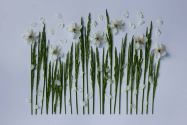 Taze çim dikenleri ve meyve ağaçlarından oluşan bahar çiçekleriyle yaratıcı bir düzen. Minimalist doğal konsept. Düz yat, boşluğu kopyala.