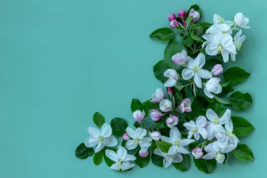 Yeşil arka planda çiçek açan bir elma ağacının yaratıcı bileşimi. Minimalizm ilkbahar kavramı. Düz yat, boşluğu kopyala.