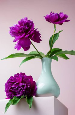 Üzerinde pembe bir kürsüde şakayık çiçekleri olan vazo. Tebrik kartı. Durgun yaşam için yaratıcı bir kavram. Pankart, el ilanı, kopyalama alanı olan kartpostal. 