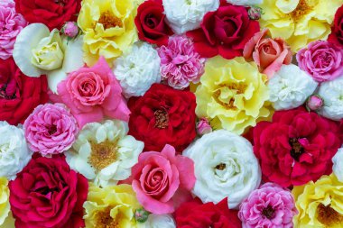 Güllerle bezenmiş yaratıcı düz kompozisyon. Tebrik kartı şablonu. Çiçek soyut arka plan. Üst görünüm, alanı kopyala.