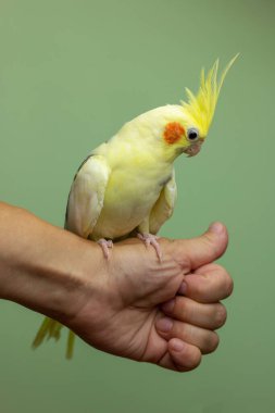 The yellow cockatiel parrot sits on the hand. Pet care concept.