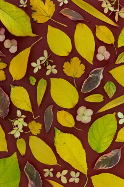 Sonbahar yapraklarının modaya uygun bileşimi. Doğa geçmişi. Üst görünüm, düz görünüm, kopyalama alanı.