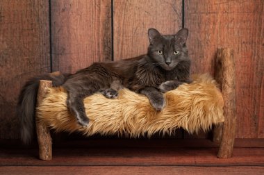 Küçük bir ahşap yatakta Nebelung kedi
