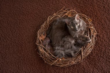 Gri Nebelung kedi yuva