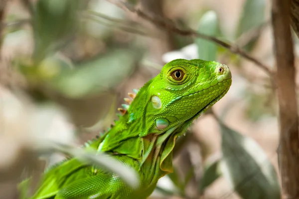 Headshot of a Baby Green Iguana — Stock Photo, Image