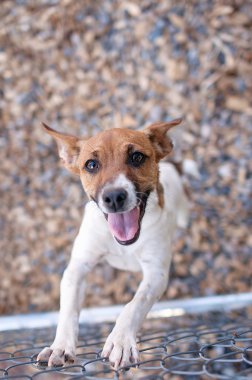 Mutlu Rat Terrier köpek, bir zincir bağlantı çit