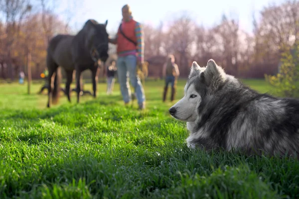 Husky descansando no gramado — Fotografia de Stock