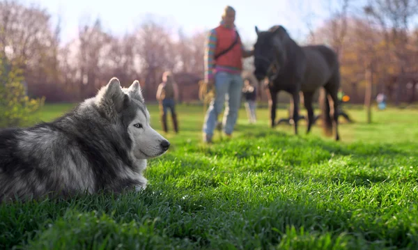 Husky resting on the lawn — Stock Photo, Image