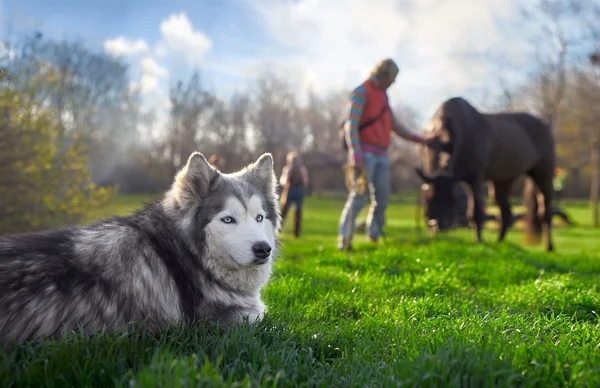 Husky descansando no gramado — Fotografia de Stock