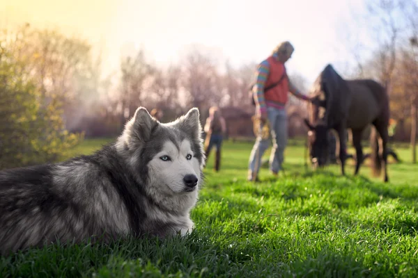 Husky descansando no gramado — Fotografia de Stock