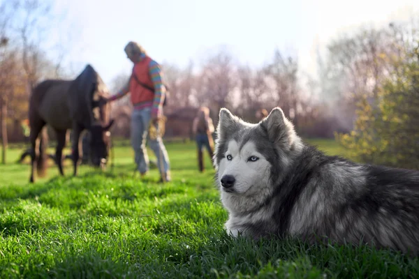 Husky rusten op het gazon — Stockfoto