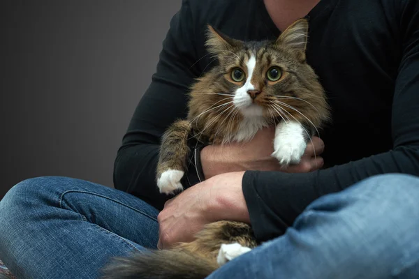 Tabby Cat in the hands of the owner. — Stock Photo, Image