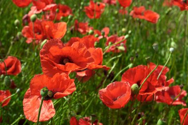 haşhaş güzel alan