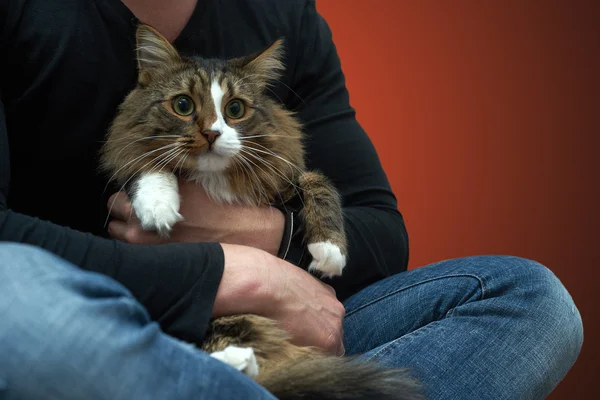 Tabby Cat in the hands of the owner. — Stock Photo, Image