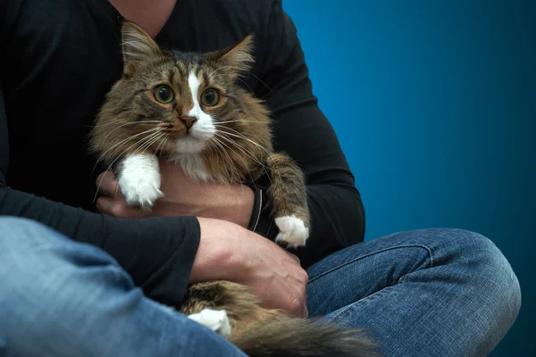 Tabby Cat in the hands of the owner. — Stock Photo, Image