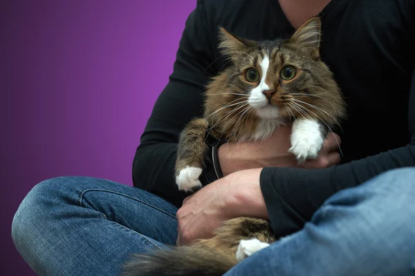 Tabby Cat in the hands of the owner. — Stock Photo, Image