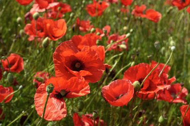 haşhaş güzel alan