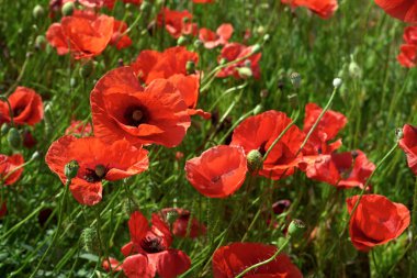 haşhaş güzel alan