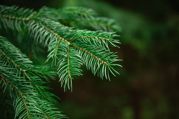 Hermoso Árbol Navidad Verde Macro Disparo —  Fotos de Stock