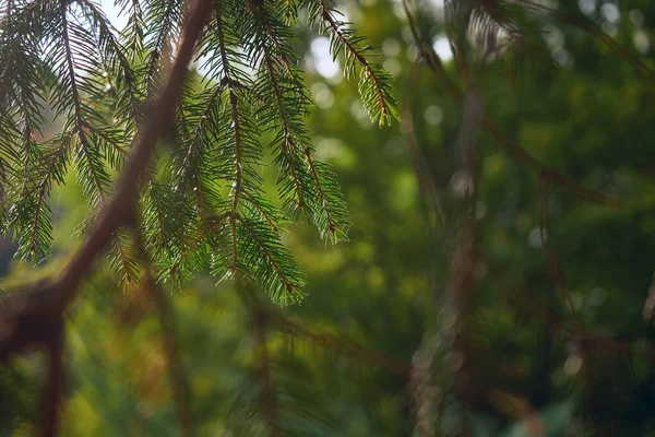 Bellissimo Albero Natale Verde Macro Ripresa — Foto Stock