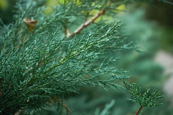 Juicy Bright Juniper Branch Macro Photography — Stock Photo, Image