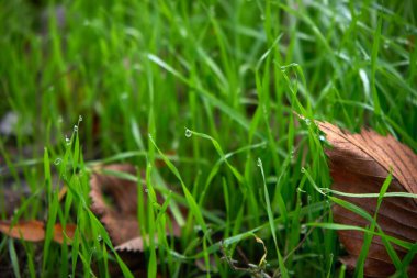 Ormanda yeşil çimenlik ve makro ateş altında çiy damlaları.