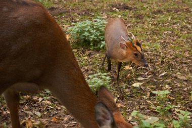 Çimenlerde otlayan genç ve güzel bir geyik yavrusu