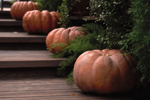 Large Beautiful Pumpkins Lie Wooden Steps — Stock Photo, Image