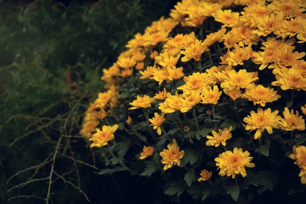 Beautiful Orange Chrysanthemum Background Green Plants — Stock Photo, Image