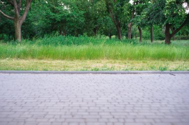 arka plan. gün ışığında yaz çimen