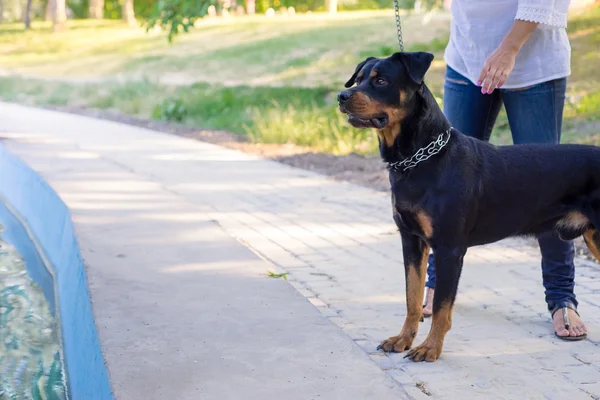 Cão andando no parque com o proprietário — Fotografia de Stock