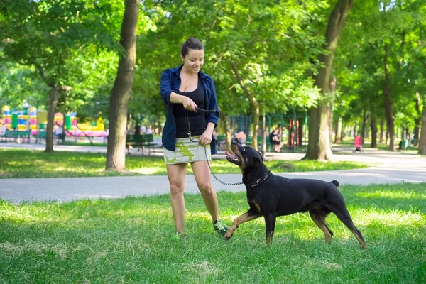 Rottweiler está entrenado en el parque — Foto de Stock