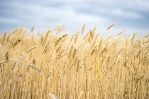 Hintergrund. ein Weizenfeld. — Stockfoto