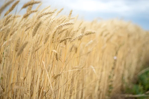 Hintergrund. ein Weizenfeld. Fokus auf links — Stockfoto