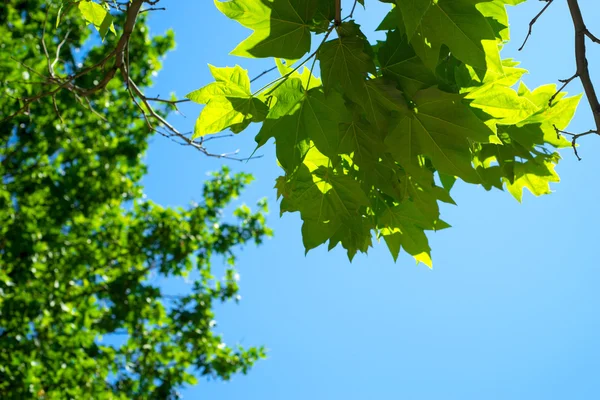 Sfondo di fogliame verde e cielo blu — Foto Stock
