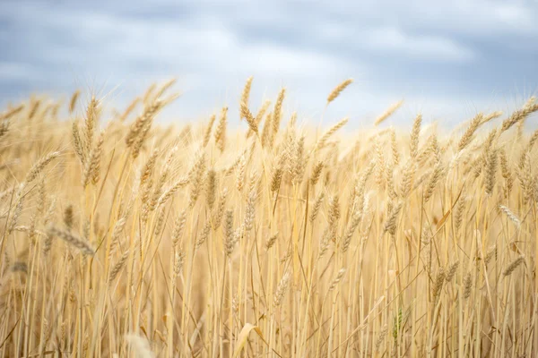 Achtergrond. Een gebied van tarwe. — Stockfoto