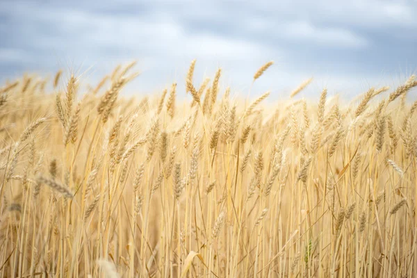 Achtergrond. Een veld van tarwe en blauwe hemel. — Stockfoto