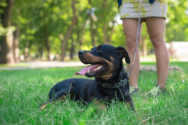 Rottweiler está andando no parque — Fotografia de Stock