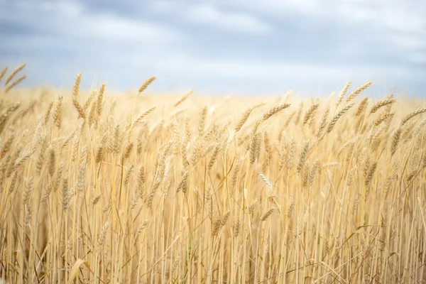 Schöne Weizenernte auf einem Feld — Stockfoto