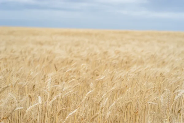 Schöne Weizenernte auf einem Feld — Stockfoto