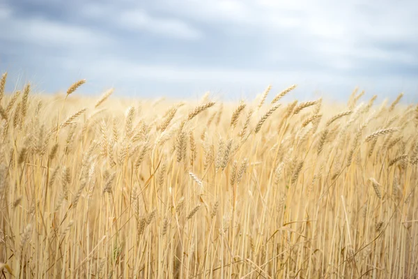 Hintergrund. ein Weizenfeld und blauer Himmel. — Stockfoto