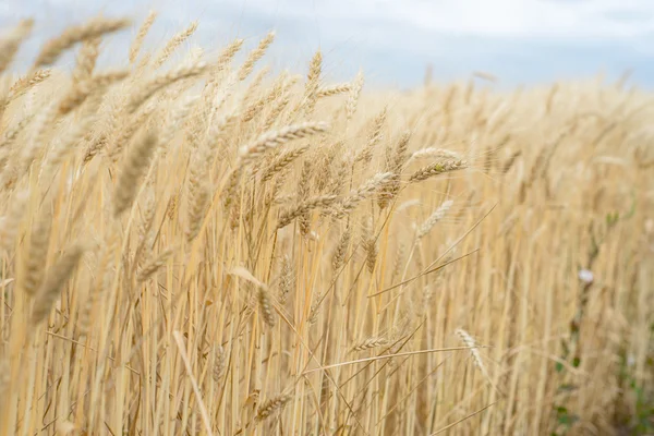 De oogst van de tarwe in een veld — Stockfoto