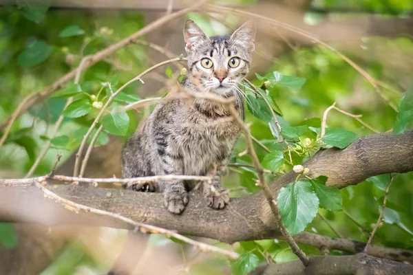 Playful cat climbed the tree — Stock Photo, Image