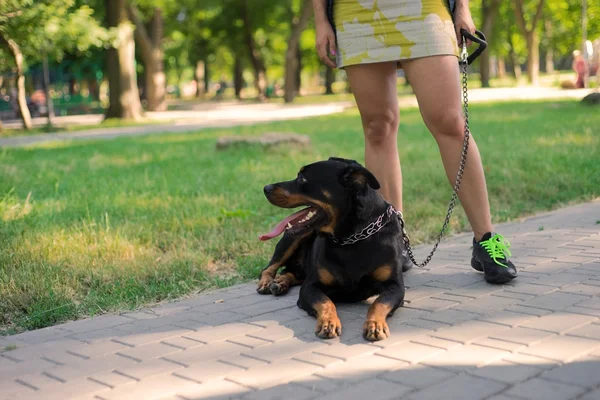 Um cão treinado fica ao lado do dono — Fotografia de Stock