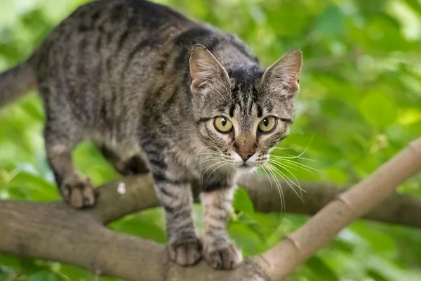 Playful cat climbs a tree — Stock Photo, Image