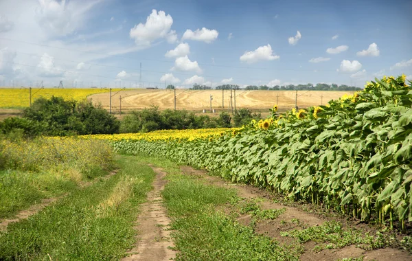 Landweg in de buurt van zonnebloemveld — Stockfoto