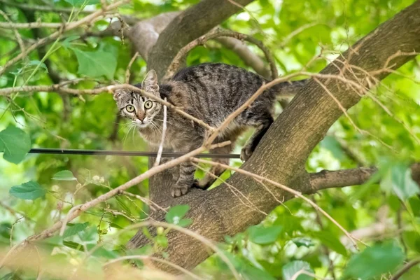 Playful cat climbs a tree — Stock Photo, Image