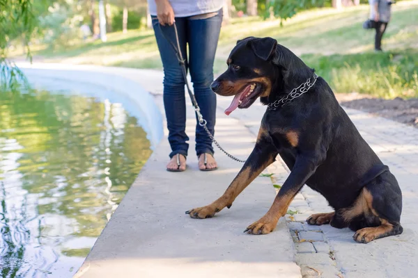 Cão andando no parque com o proprietário — Fotografia de Stock